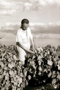 Judita Sendrei's father,Matija Bruck, in his vineyard